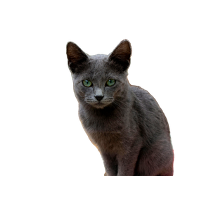 A Beautiful Gray Cat Sitting Outdoors In A Garden In Granada, Spain. 19530 - Cat PNG image with transparent background